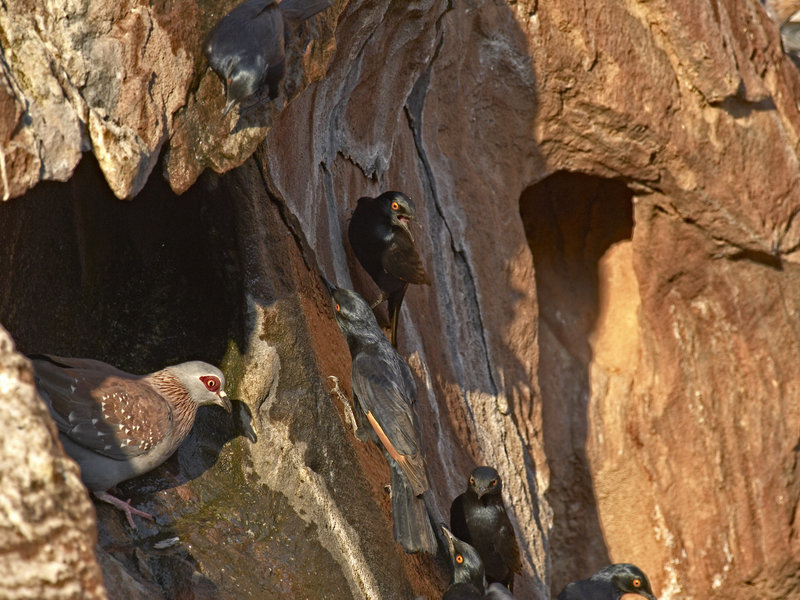 Twyfelfontein, Pigeon, Glossy Starling